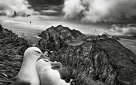 Les Mouettes Amoureuses